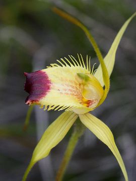 Caladenia infundibularis