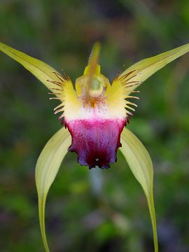 Caladenia infundibularis