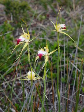 Caladenia infundibularis