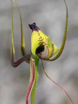 Caladenia integra