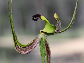 Caladenia integra