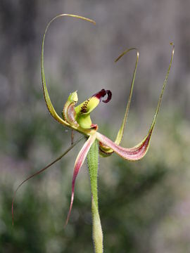 Caladenia integra Caladenia integra