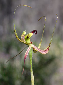 Caladenia integra