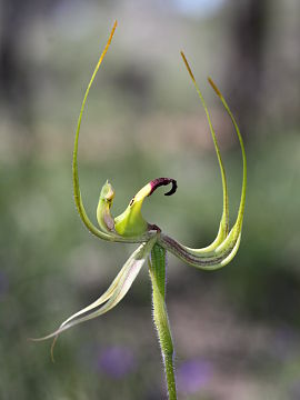 Caladenia integra Caladenia integra