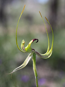 Caladenia integra