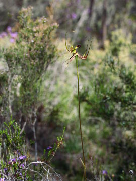 Caladenia integra