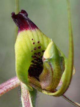 Caladenia integra