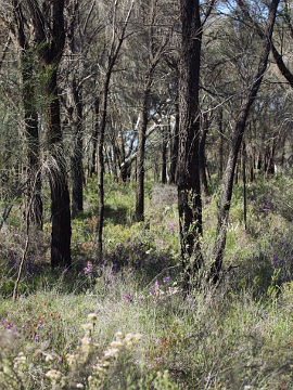 Caladenia integra Caladenia integra