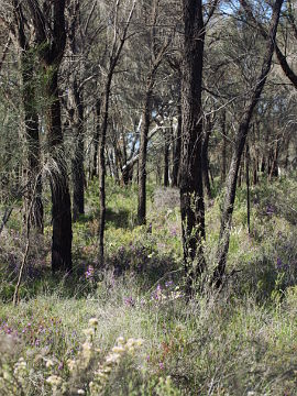 Caladenia integra