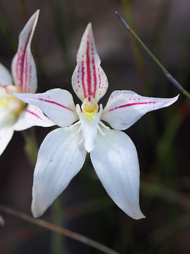 Caladenia lateritica Caladenia lateritica