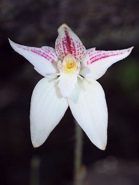 Caladenia lateritica Caladenia lateritica