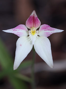 Caladenia lateritica Caladenia lateritica