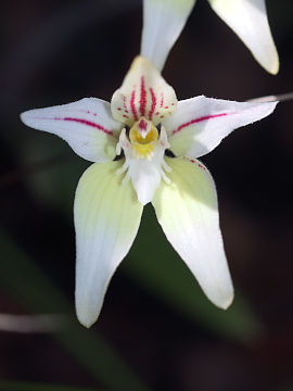 Caladenia lateritica Caladenia lateritica