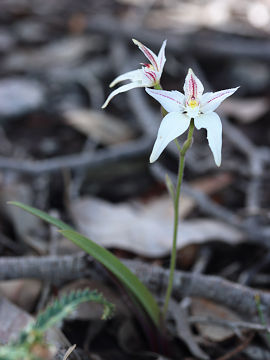 Caladenia lateritica Caladenia lateritica