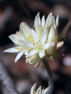 Caladenia lateritica Caladenia lateritica