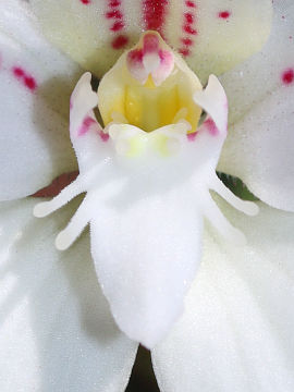 Caladenia lateritica Caladenia lateritica