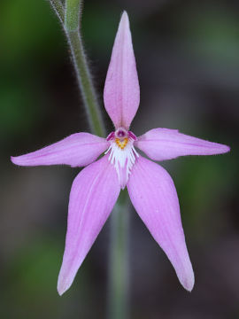 Caladenia latifolia