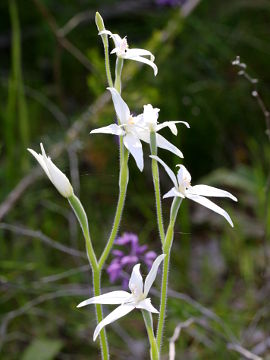 Caladenia latifolia