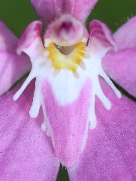 Caladenia latifolia Caladenia latifolia