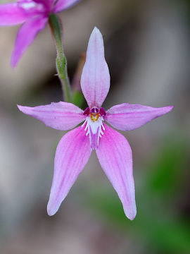 Caladenia latifolia