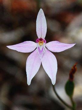 Caladenia latifolia Caladenia latifolia