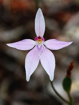 Caladenia latifolia