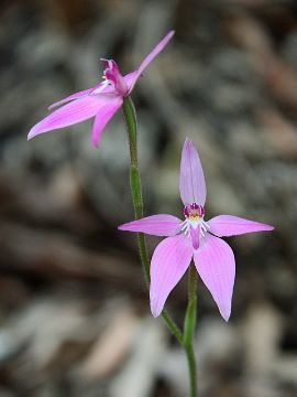 Caladenia latifolia