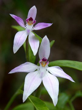 Caladenia latifolia