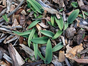 Caladenia latifolia