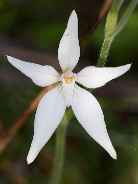 Caladenia latifolia