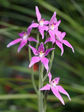 Caladenia latifolia