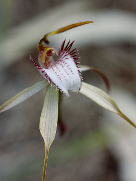 Caladenia leucochila Caladenia leucochila