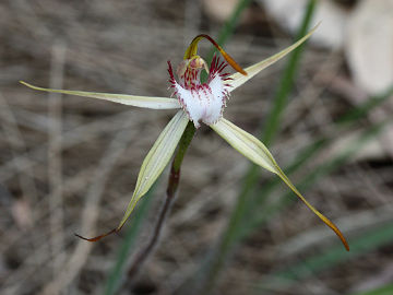 Caladenia leucochila Caladenia leucochila