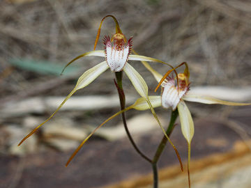 Caladenia leucochila Caladenia leucochila
