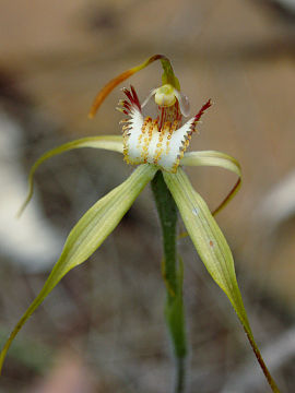 Caladenia leucochila Caladenia leucochila