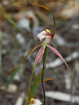 Caladenia leucochila Caladenia leucochila