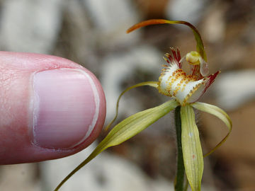 Caladenia leucochila Caladenia leucochila