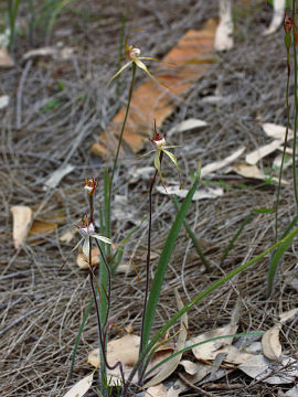 Caladenia leucochila Caladenia leucochila
