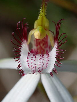 Caladenia longicauda