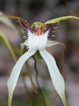 Caladenia longicauda