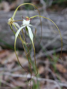 Caladenia longicauda