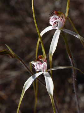 Caladenia longicauda