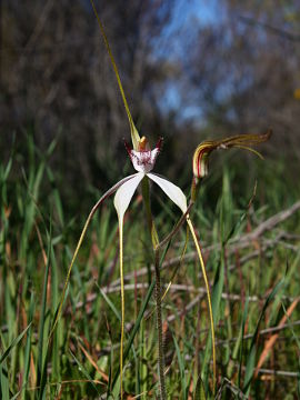 Caladenia longicauda