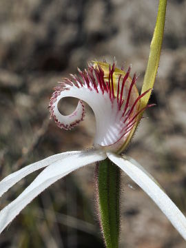 Caladenia longicauda