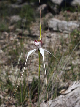 Caladenia longicauda