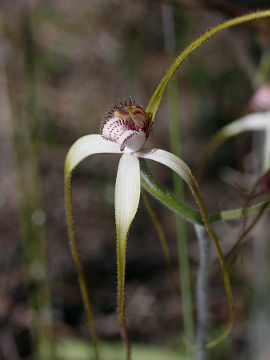 Caladenia longicauda