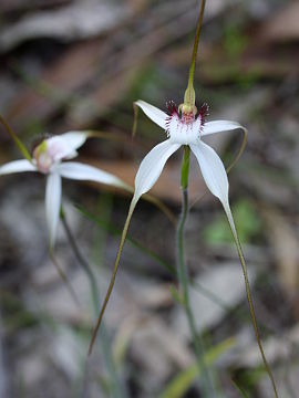 Caladenia longicauda