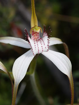 Caladenia longicauda