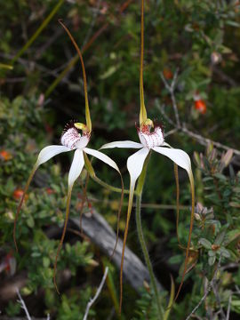 Caladenia longicauda