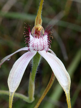 Caladenia longicauda